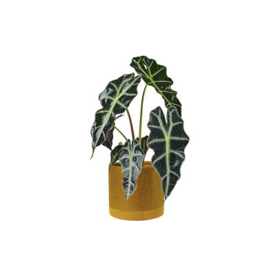 Alocasia Long (Demo)