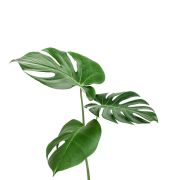 Monstera Obliqua (Demo)