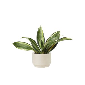 Aglaonema Silver (Demo)