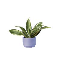 Aglaonema Silver (Demo)