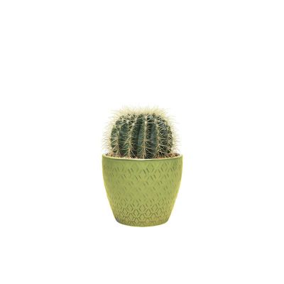 Echinocactus small (Demo)